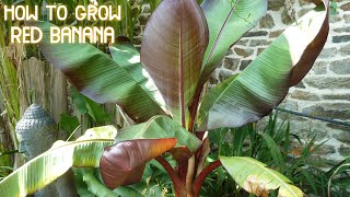 How to Care and Grow Red Bananas  How to Grow Red Banana Plants  Red Leaved Banana Plants [upl. by Neyr]