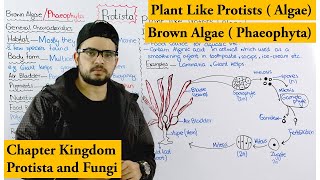 Brown algae  Phaeophyta  Plant Like Protists Algae  Chapter protista and Fungi [upl. by Krishnah]