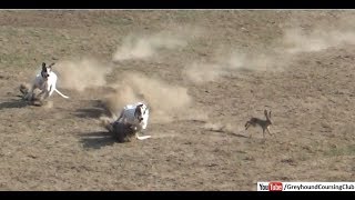 greyhound vs rabbit 2019  hare coursing  dog race 2019 [upl. by Norrehc229]