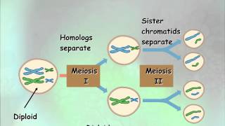 A level O 1 Meiosis Ms Cooper [upl. by Clementina]