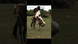 Fighting Horses pestering each other horse horseranch ranch [upl. by Angelia899]