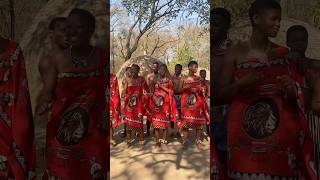 Matsamo Cultural Park in Swaziland 🇸🇿 shortsvideo swaziland travel [upl. by Laumas]