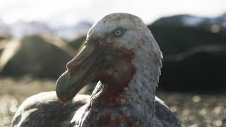 Giant Petrels Heroes or Villains  Seven Worlds One Planet  BBC Earth [upl. by Omero]