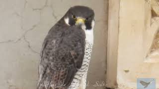 HALCÓN PEREGRINO y su alimentación Falco peregrinus Peregrine Falcon [upl. by Lamek246]