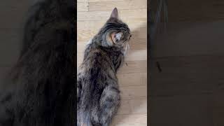 Mimi connaît son prénom 😍 chat cat [upl. by Audy]