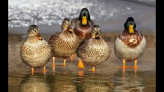 Ducks walk in a row [upl. by Cherida]