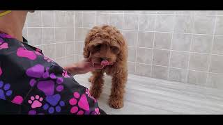 Difficult Doggie Groom Puppys 1st groom 3 mo Cockapoo Fidgety dramatic yelps 34 blade vocal [upl. by Layod516]