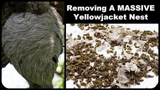 Destroying A Massive Yellowjacket Nest  500 Wasps Mousetrap Monday [upl. by Rockel]