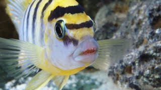 Labidochromis Hongi Red Top Malawi Mbuna cichlid care guide [upl. by Ynohtnaluap]