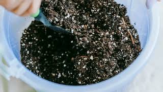 Transform Your Garden with This Perfect Soil Mix 🌱 Easy DIY Guide [upl. by Rockefeller]