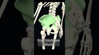 Kość biodrowa ilium uczymy razem shorts anatomia medycyna 3d [upl. by Ahsinrad]