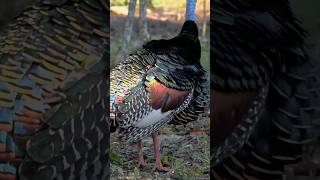 Discover the Vibrant Ocellated Turkey Central Americas Colorful and Unique Bird [upl. by Sedruol]