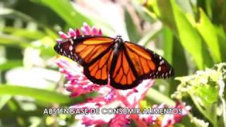 MARIPOSARIO ZOOLÓGICO SANTA FE  MEDELLÍN [upl. by Aimal]