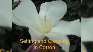 Selfing and Crossing in Cotton  University of Agriculture Faisalabad [upl. by Massimo]