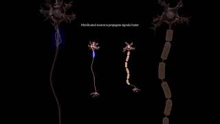 Myelinated neurons neet2025 anatomy physiology neurology neuroscience trending trending [upl. by Braun]