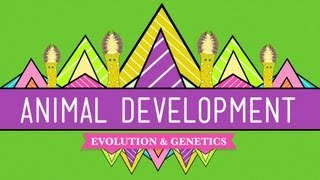 Animal Development Were Just Tubes  Crash Course Biology 16 [upl. by Hortensia]