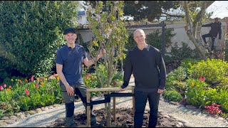 Planting our Cherry Tree  Bare Root Perennials amp Seedlings I Perennial Garden [upl. by Aicilihp985]