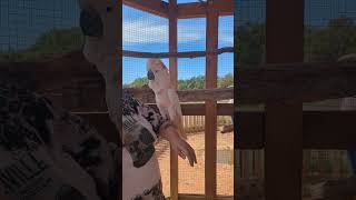 Izzie was very excited to see us family puppy birds cockatiel [upl. by Kelby740]