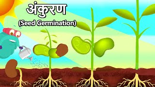 बीज अंकुरण  What Is Seed Germination In Hindi  Germination Of Seeds  Binocs Ki Duniya [upl. by Aloke]