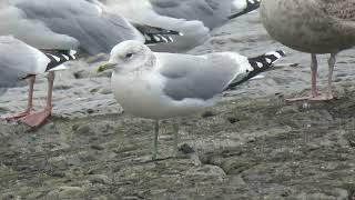 Common Gull Larus canus Stormmeeuw Maasvlakte ZH the Netherlands 22 Nov 2024 15 [upl. by Emalee]