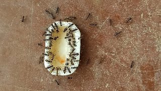 Black crazy ants drinking sugar water TIMELAPSE [upl. by Cornall862]