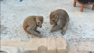 Hanuman monkey  Langur monkey  Langur hanuman  Dheeraj uncle [upl. by Robinette]