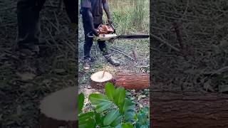 🌲 cutting with chainsaw [upl. by Areval]