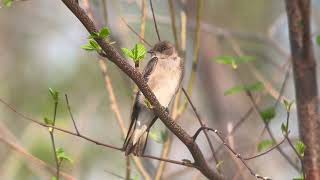 Northern RoughWinged Swallow Perches on a Branch A CloseUp Look [upl. by Christis54]