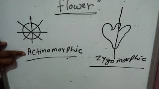 Flower hypogunousepigynous perigynousgamopetalouspolypetalouscalyxcorrolaactinomorphicsepal [upl. by Coralie602]