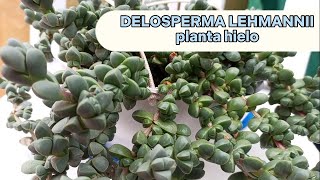 CÓMO CUIDAR LA SUCULENTA DELOSPERMA LEHMANNII [upl. by Eizdnil]