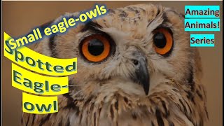 Spotted Eagleowl facts🦉 African Spotted Eagleowl 🦉 African Eagleowl 🦉 smallest eagle owl [upl. by Tehr]