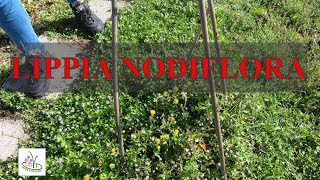 lippia nodiflora come prato [upl. by Madelina]