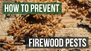 How to Keep Pests From Firewood 4 Easy Steps [upl. by Urba]