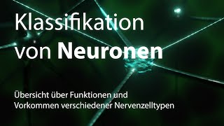 Klassifikation von Neuronen Nervenzellen [upl. by Ruyam]