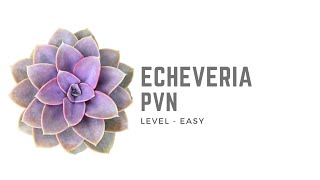 ECHEVERIA PVN  CARE TIPS [upl. by Ybroc]