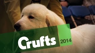 From BoB to Arena  Pyrenean Mountain Dog  Crufts 2014 [upl. by Lowson232]