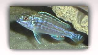 Melanochromis joanjohnsonae aquarium fish [upl. by Neirod]