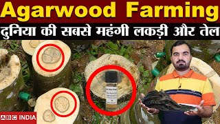 Agarwood Farming  करोड़ो की कमाई  Most Expensive Wood amp Oil  Best Profitable Farming  farming [upl. by Akaya]