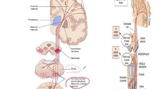 motor neuron disease [upl. by Dumond]