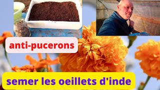 comment semer les oeillets dInde  les plantes anti puceron [upl. by Tiemroth326]