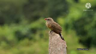 Sirkeer malkoha at Kabini outskirts [upl. by Ammadas801]