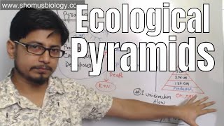 Ecological pyramids [upl. by Erdrich720]