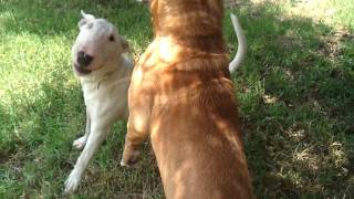 Bull terrier vs Pitbull [upl. by Eerak]