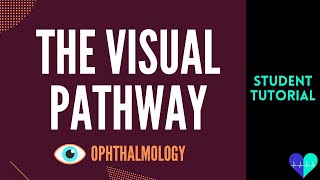 The Visual Pathway  Medical Tutorial [upl. by Lemhar272]