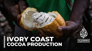 Ivory Coast cocoa production Regulator suspends fair trade certification [upl. by Eirrac]