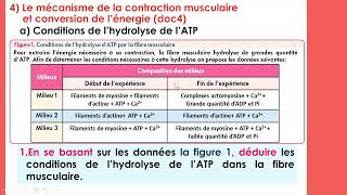 2Bac SVT suite  Le mécanisme de la contraction musculaire [upl. by Daugherty501]