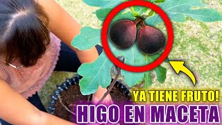 🪴 CÓMO TENER una PLANTA de HIGO en MACETA 🌳 Y que de Mucha Cosecha [upl. by Eednim]