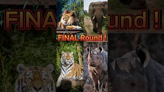 TIGER VS LION VS RHINOCEROS VS ELEPHANT FIGHT WHO WIN The Match 😲 top10channel [upl. by Torrey]