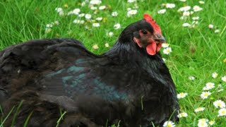 All About the Black Australorp Chicken [upl. by Nilknarf188]