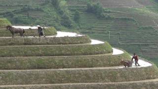 Longji Terraces South West of China 1龙脊梯田，南中国西部＃1 [upl. by Paymar]